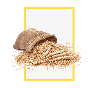 Malt based food | Barley malt powder